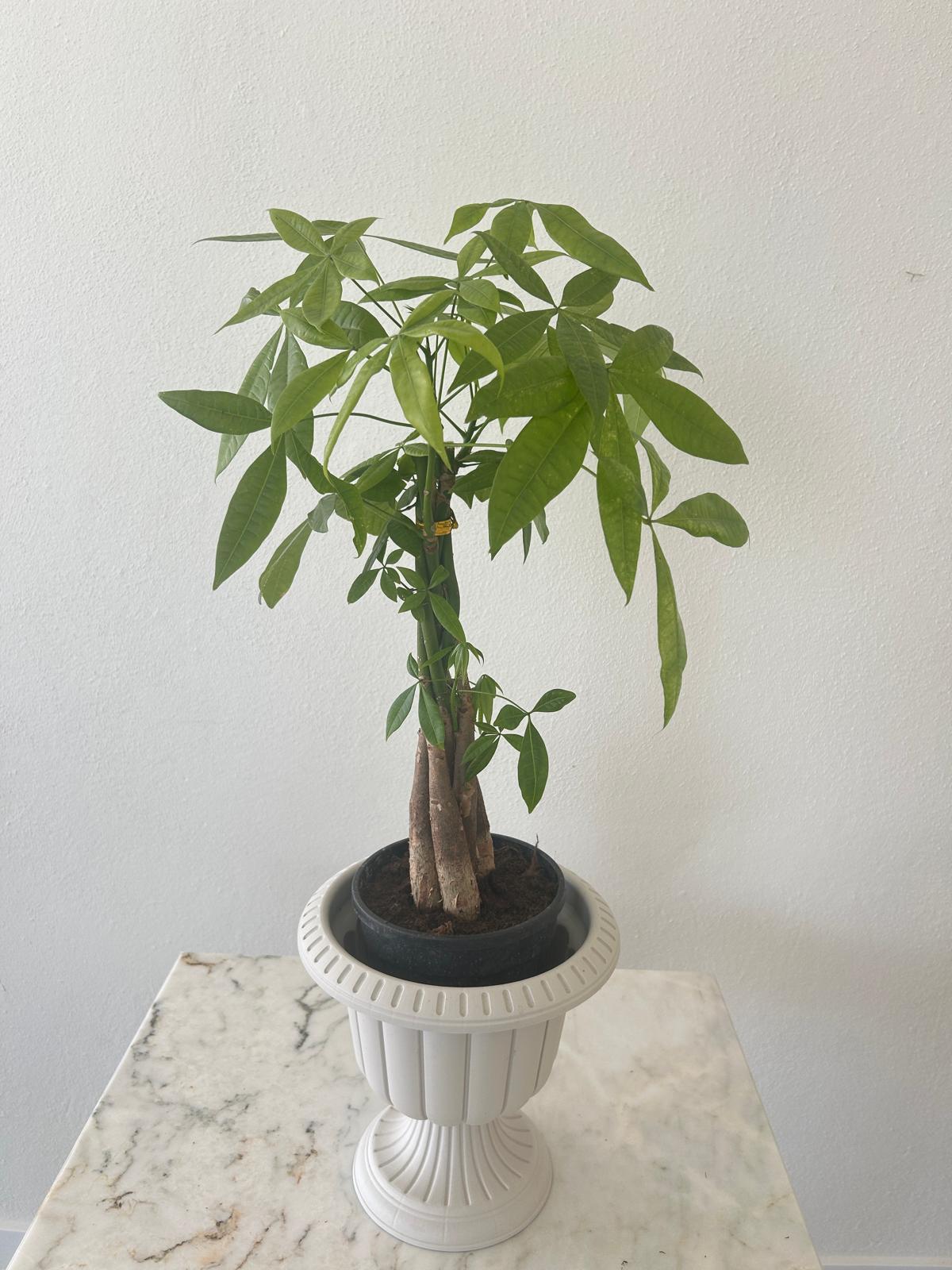 Paçira 60cm