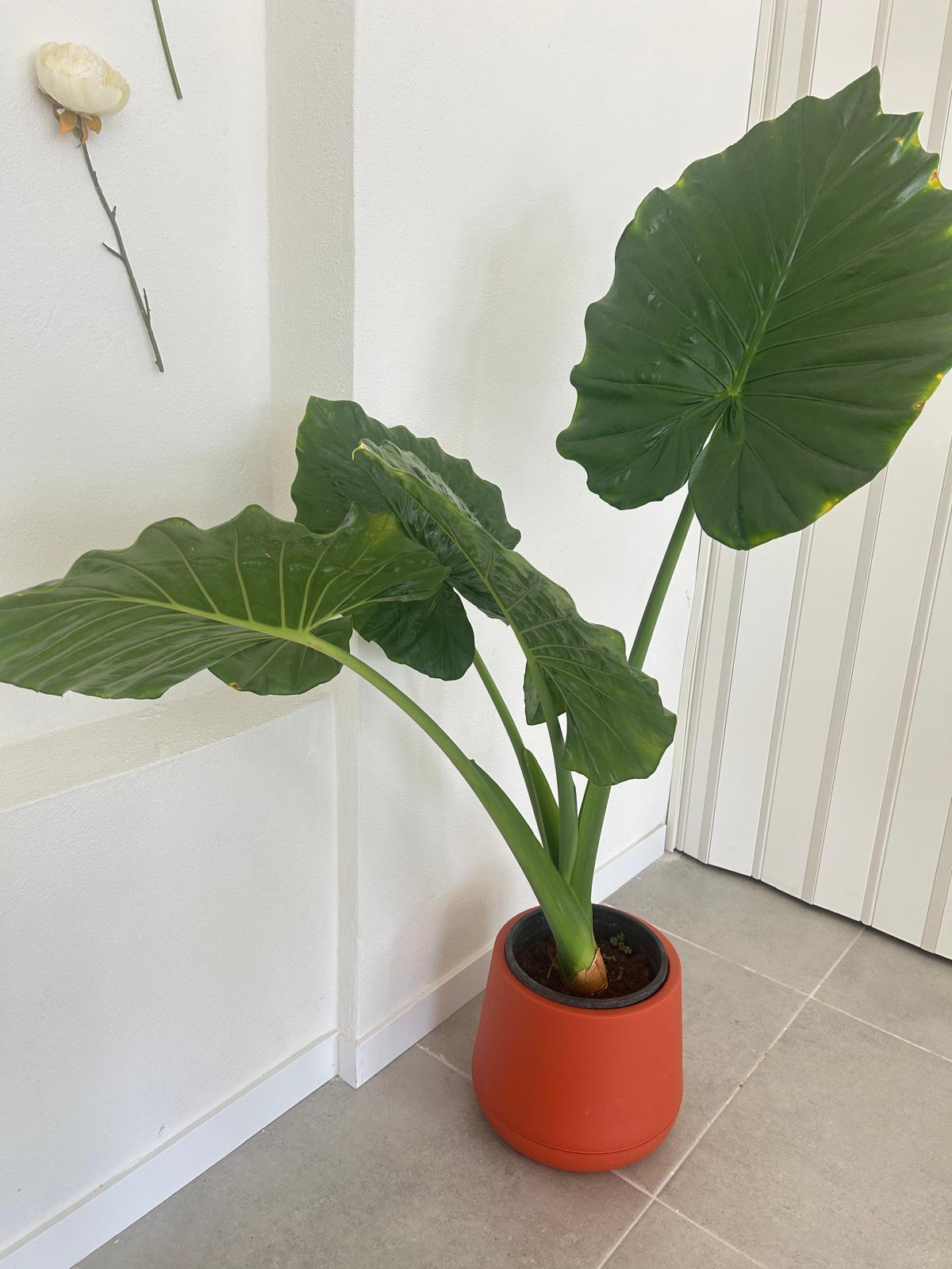 Dev Alocasia