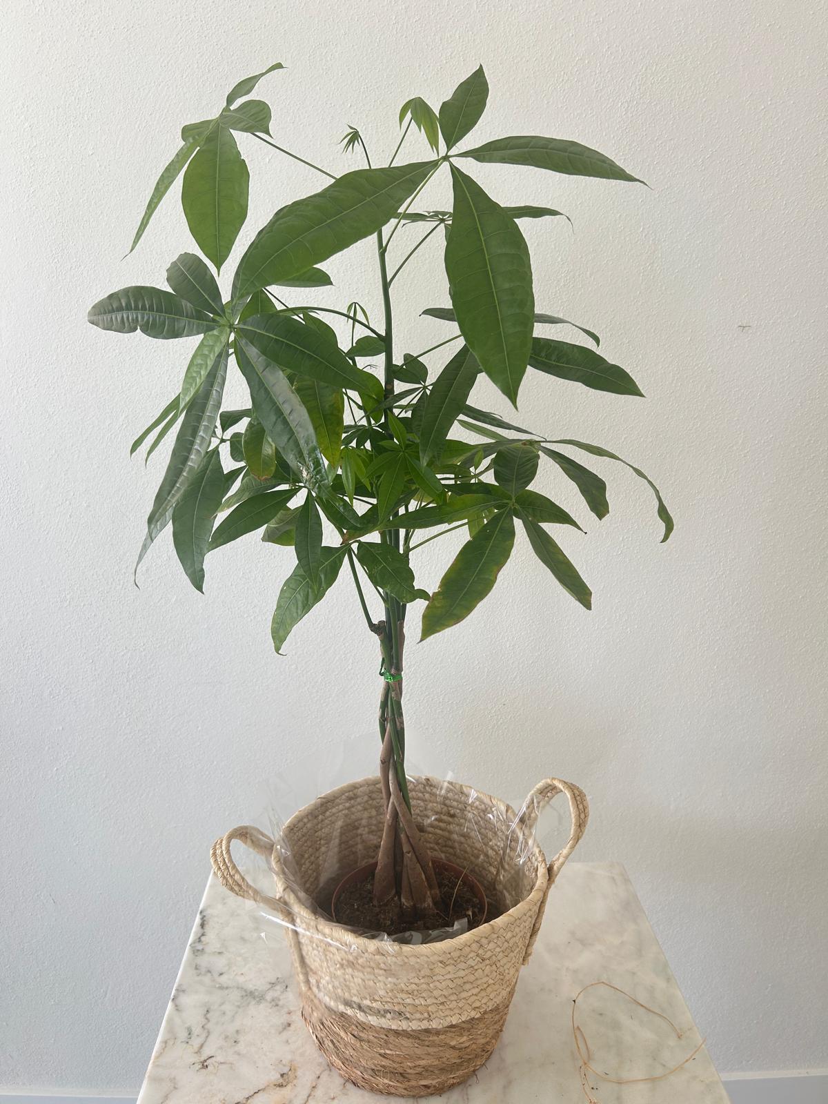Paçira 90cm