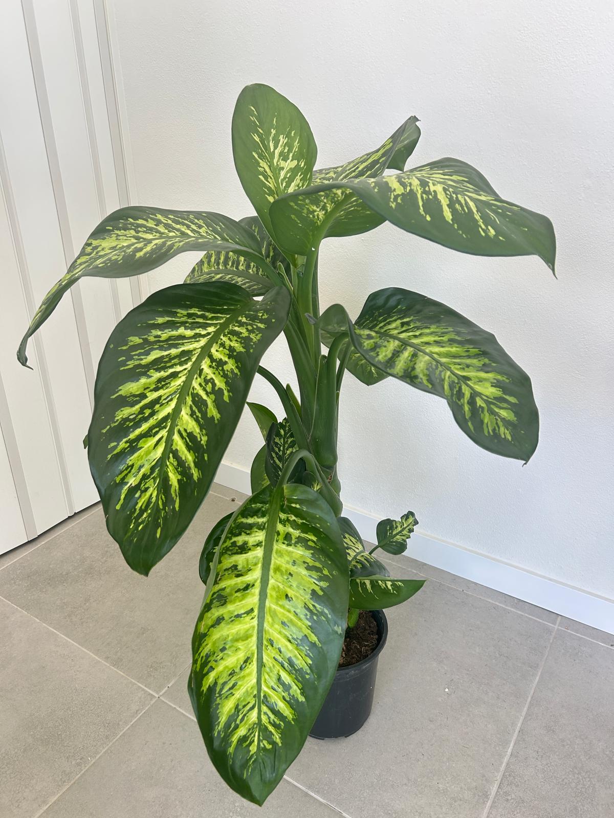 Difenbahya 110cm