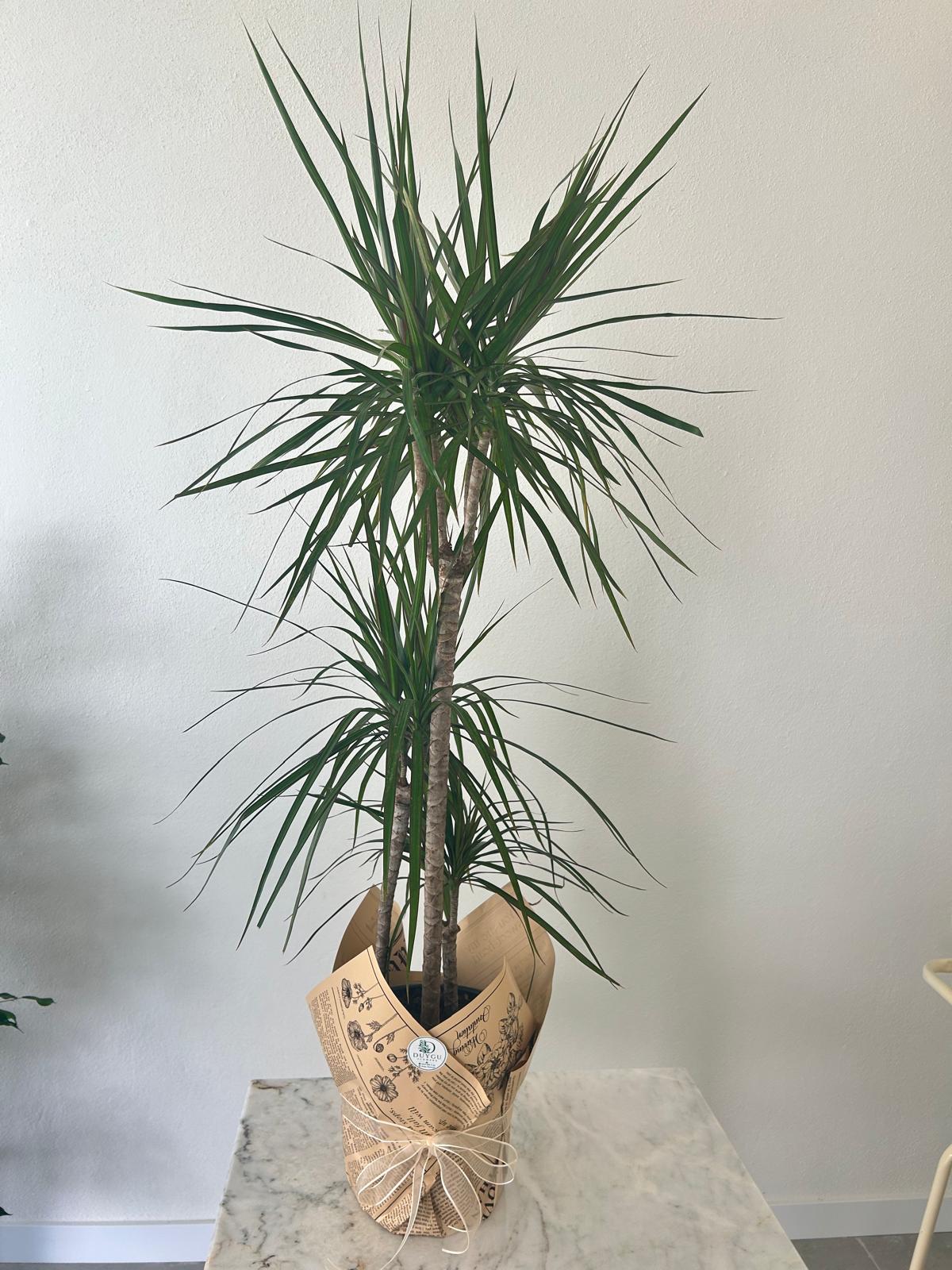 Marginata üç gövdeli